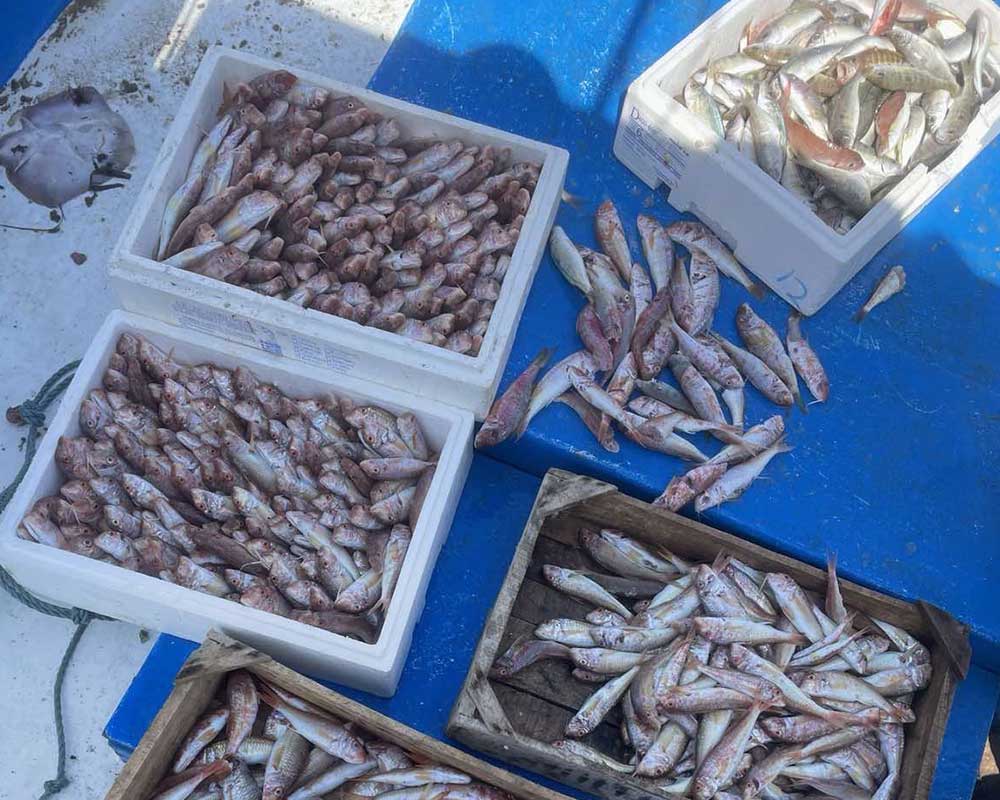 Professional fishing Bali Crete Professional Fishing
